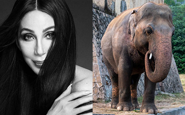 Cher’s Elephant Lift