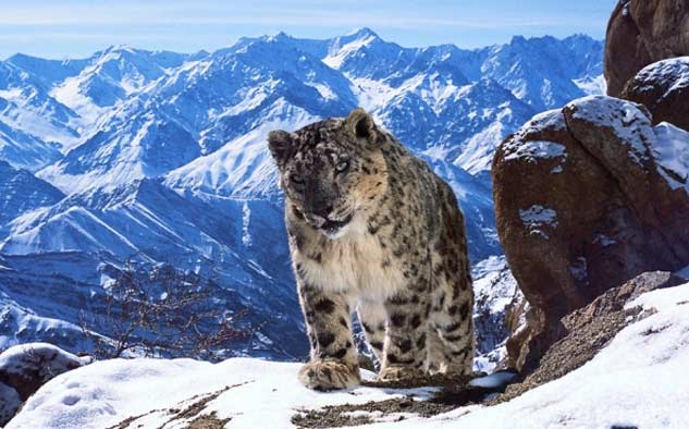 "Planet Earth II", de BBC Worldwide