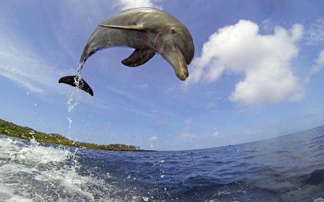 BBC Worldwide Dolphins – Spy In The Pod