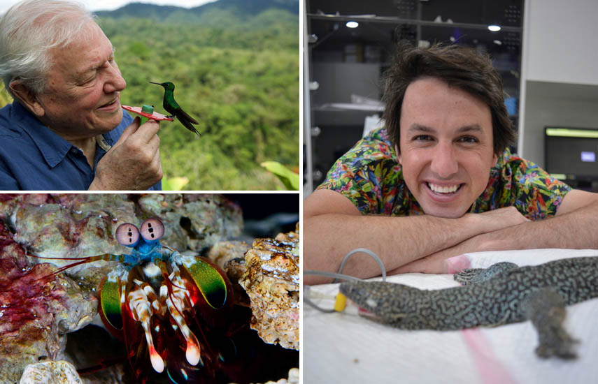 El catálogo incluye “Life in Color con David Attenborough”, serie documental de 3 partes, y una selección de nuevos títulos factuales como The Bizarre Pet Vets.