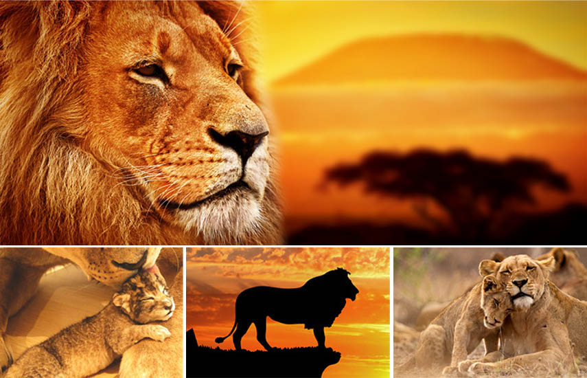 Tu planeta presenta: “El Reino del León”