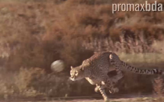 Animal Planet: Oro en Separadores
