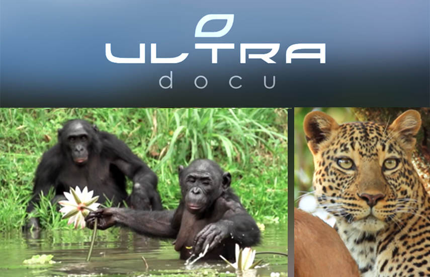 ’Extraordinaria África‘, muestra tanto la emblemática fauna del continente como los esfuerzos de conservación que se llevan a cabo allí. 